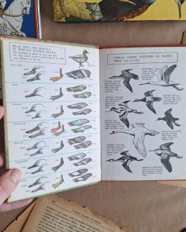 Pond and river birds